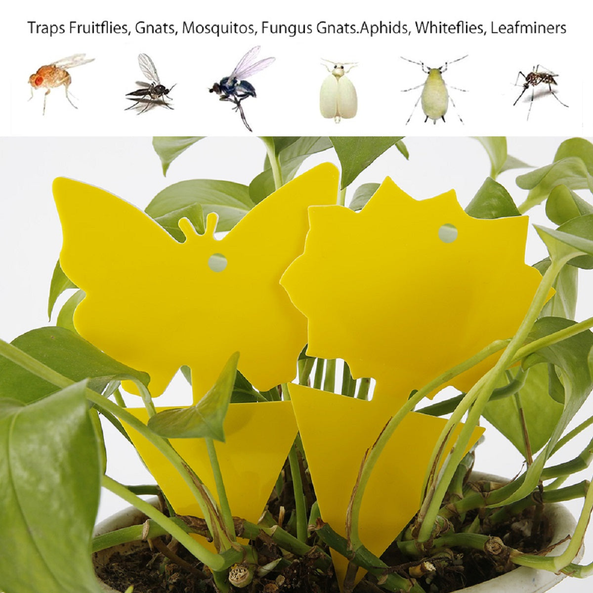 56 Pcs Garden Sticky Adhesive Insect Fruit Fly Trap