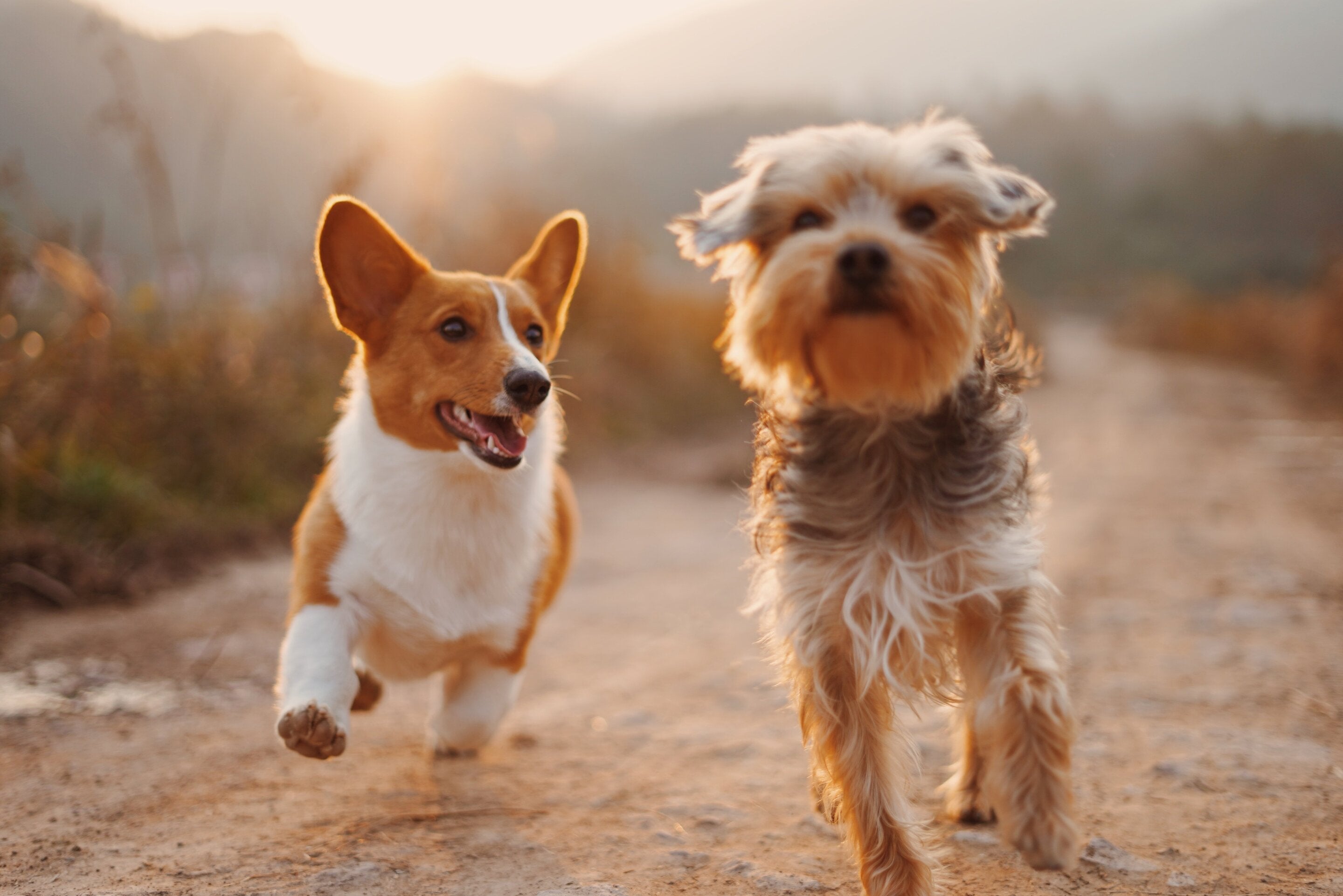 Anti-Bark Training Dog Collar