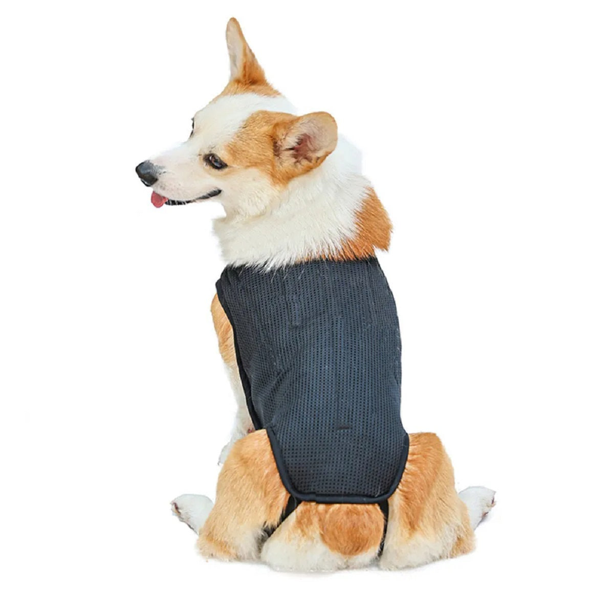 Dog Back Brace Vest - Ivdd Recovery Support Harness for Pain Relief