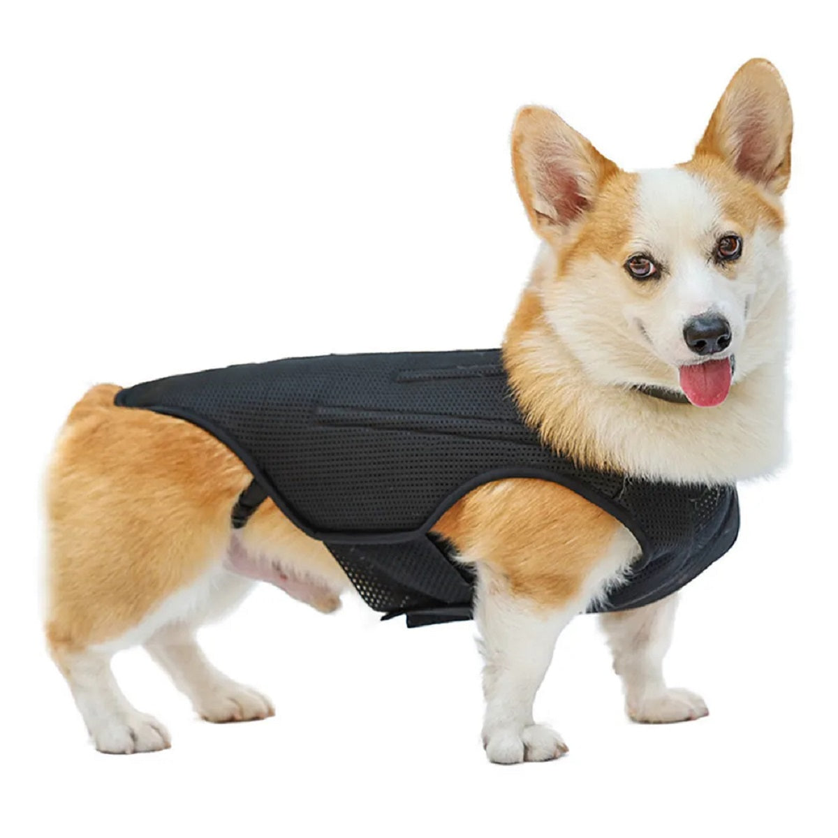 Dog Back Brace Vest - Ivdd Recovery Support Harness for Pain Relief