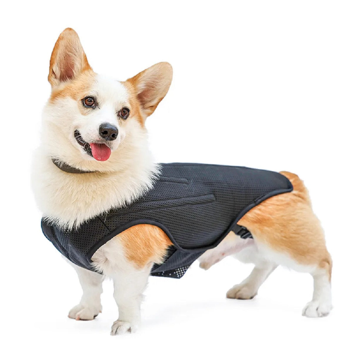 Dog Back Brace Vest - Ivdd Recovery Support Harness for Pain Relief