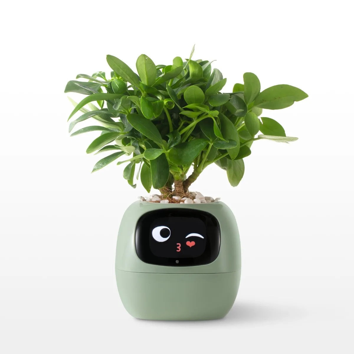 Ivy Smart Planter - Ai-Powered Pot with Sensors and Expressive Animations