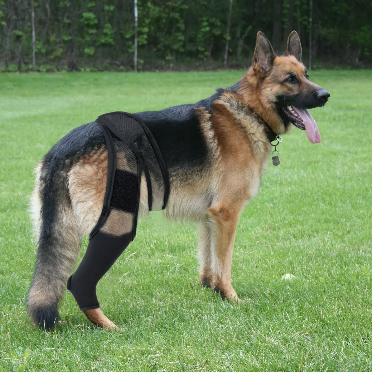 Dog Knee Brace - Rear Leg Support for Joint Pain & Injury