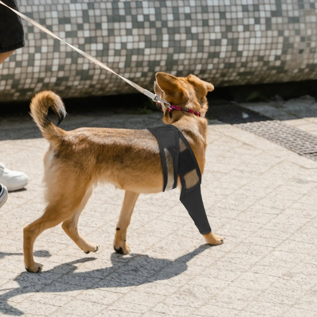 Dog Knee Brace - Rear Leg Support for Joint Pain & Injury