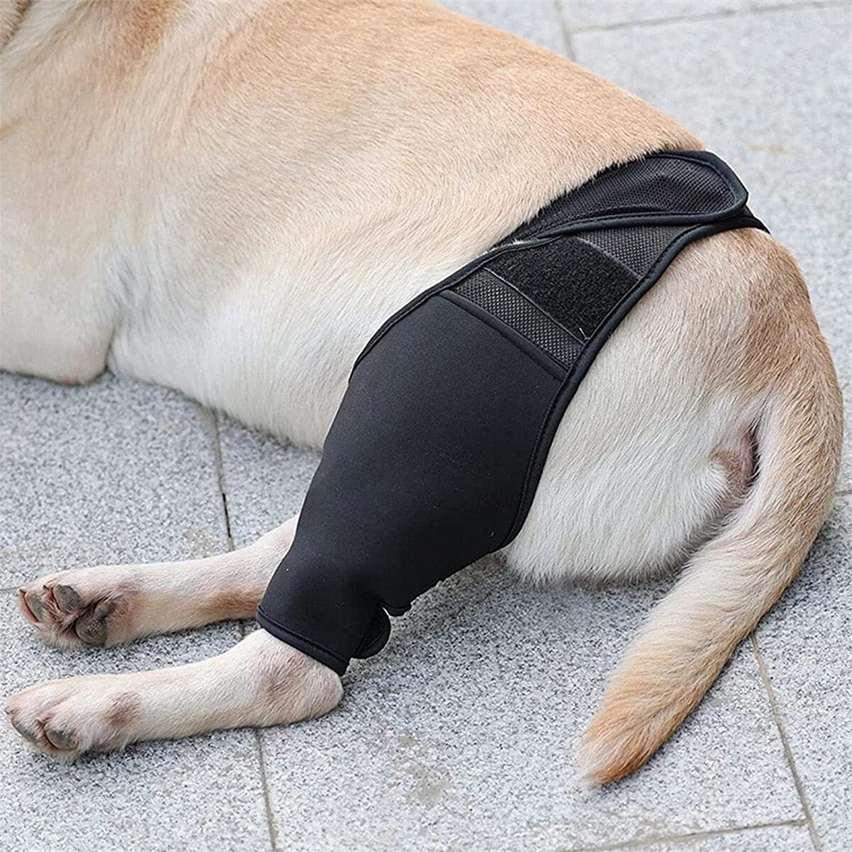 Dog Knee Brace - Rear Leg Support for Joint Pain & Injury
