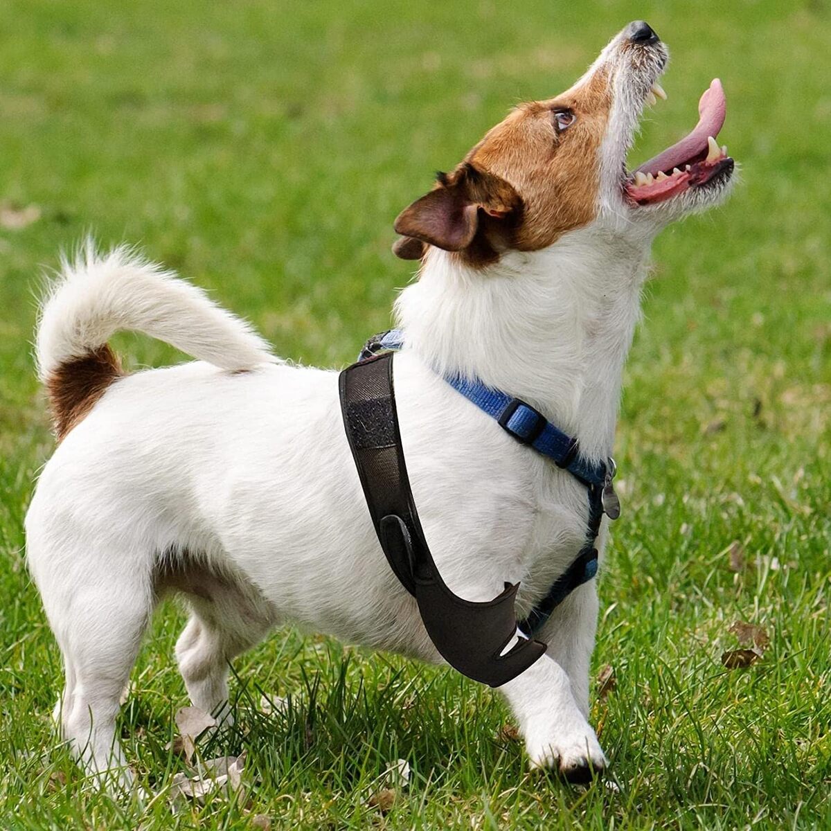 Dog Knee Brace - Rear Leg Support for Joint Pain & Injury