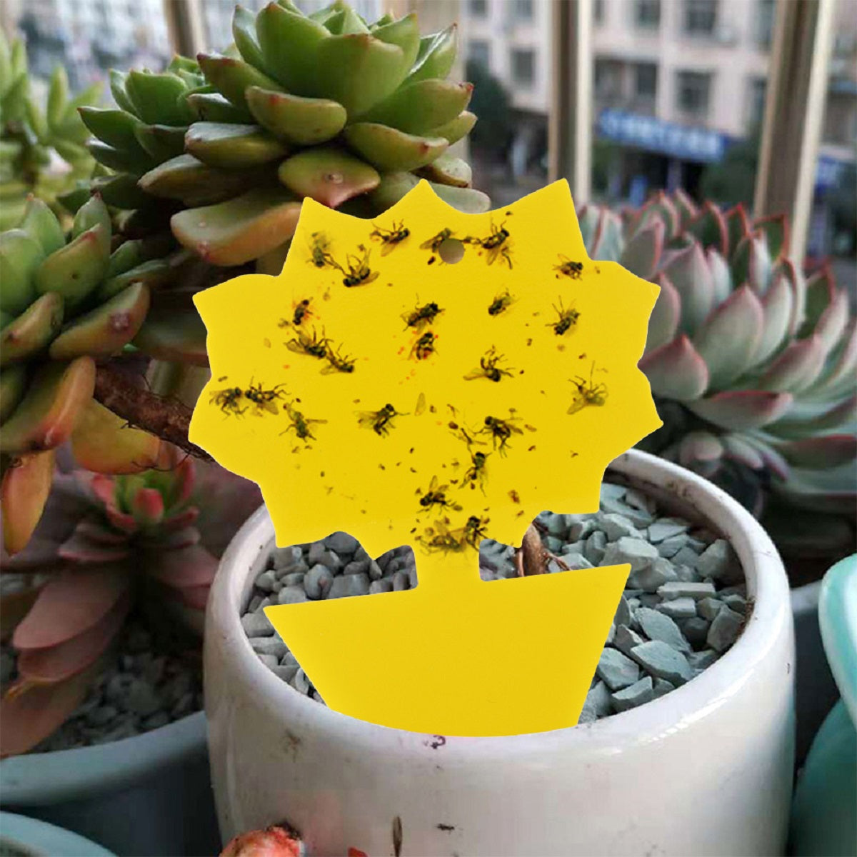 56 Pcs Garden Sticky Adhesive Insect Fruit Fly Trap